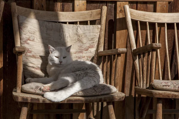 Salones para gatos en una silla de madera . — Foto de Stock