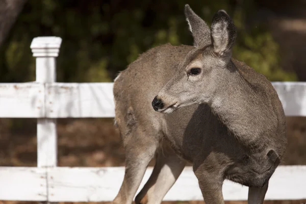 Deer looks off to the side. — Stock Photo, Image