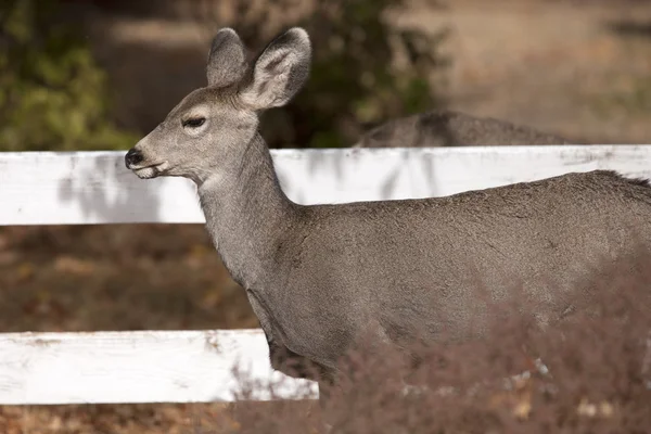 Side view of white tail deer. — Stock Photo, Image