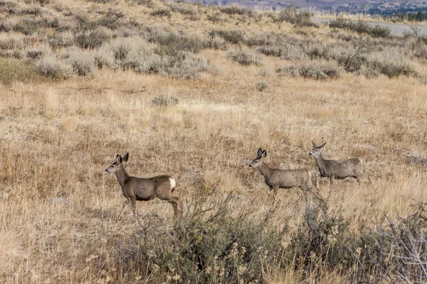 Herd of deer in field. — Stock Photo, Image