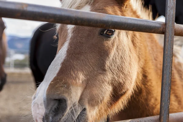 Pony mira a través de las barras . — Foto de Stock