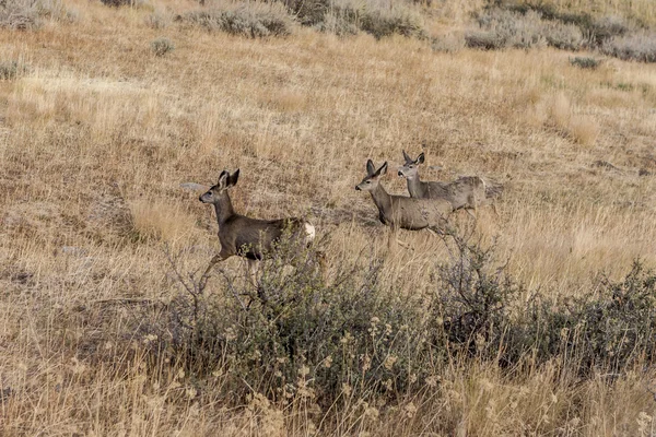 Deer walking in field. — Stock Photo, Image