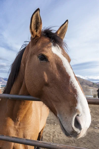 Close up retrato de cavalo . — Fotografia de Stock