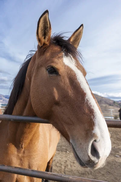 Primer plano retrato de caballo . — Foto de Stock