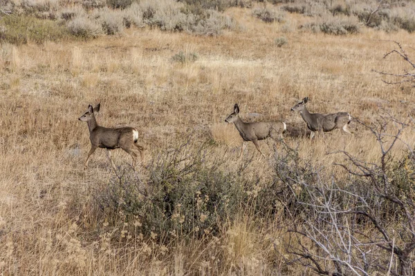 Three deer walking. — Stock Photo, Image