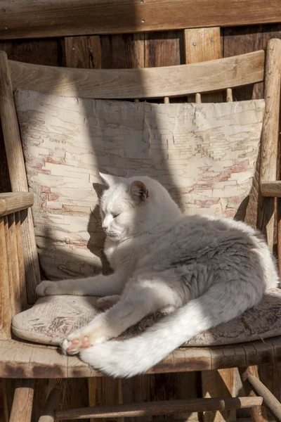 Sömnig katt i stol. — Stockfoto