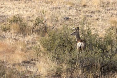 Çalılıklarda geyik.