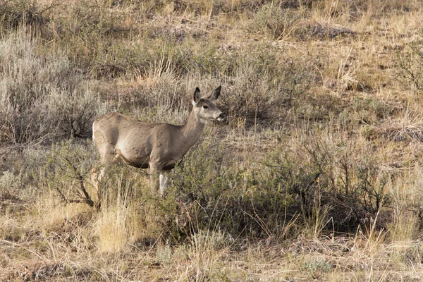 Deer in dry grass. — Stock Photo, Image