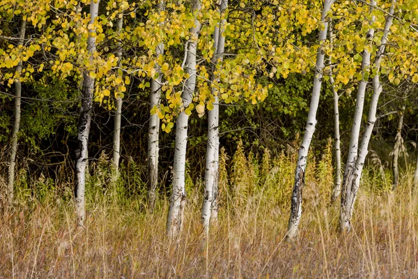Vita skällde träd och gula löv. — Stockfoto