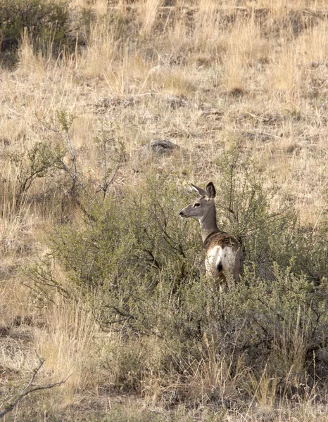 Alert deer in the brush. — Stock Photo, Image