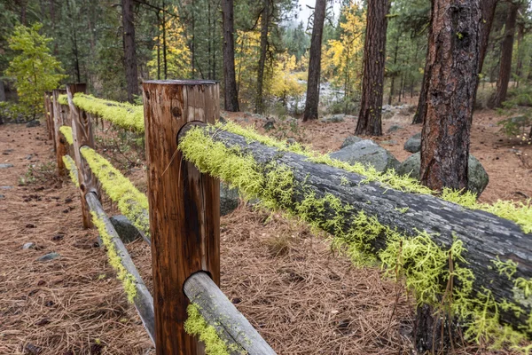 Moss covered wooden fence. — Stock Photo, Image