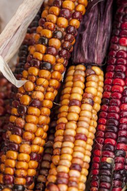 Alan Mısır yakın çekim.