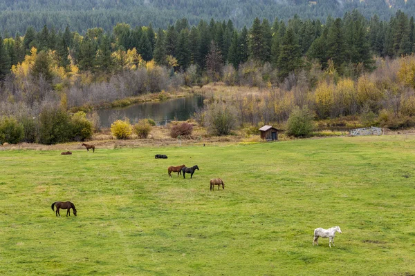 フィールドにいる馬は. — ストック写真