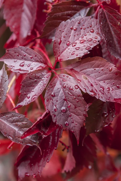 Wet plant with red leaves. — Stock fotografie