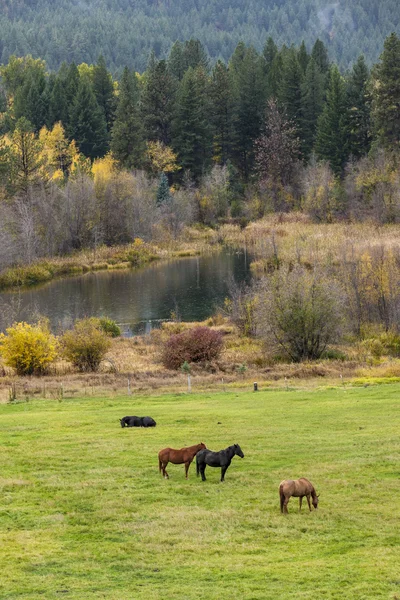 Лошади пасутся на зелёном поле . — стоковое фото