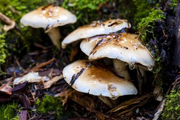 在森林的地面上的蘑菇. — 图库照片