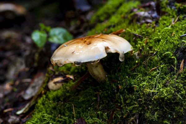 Wet mushroom on mossy ground. — Stock Photo, Image