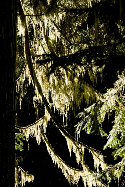 Musgo retroiluminado en el árbol . — Foto de Stock