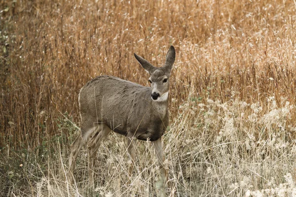 Deer in the dry grass. — Stock Photo, Image