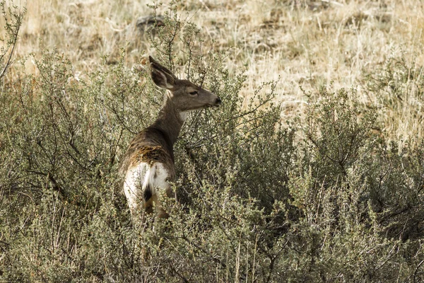 ブラシを食べる白い尾鹿. — ストック写真