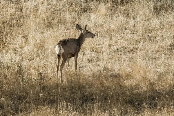 White tail deer walking in grass. — Stock Photo, Image