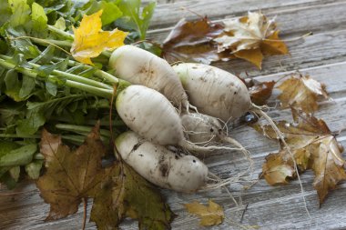 Taze Çin turp aldı.