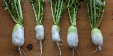 Masada büyük turp Panoraması.