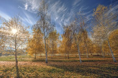 Aspens güneşli bir günde.