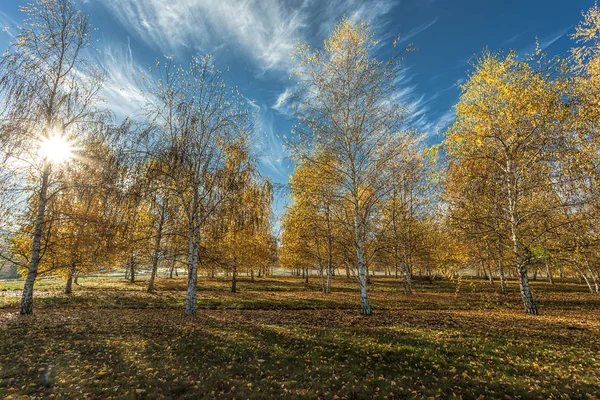 El sol brilla a través de árboles otoñales . — Foto de Stock