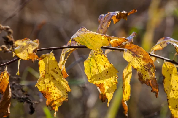 Желтые сухие листья . — стоковое фото