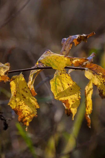 Feuilles flétries sur branche . — Photo