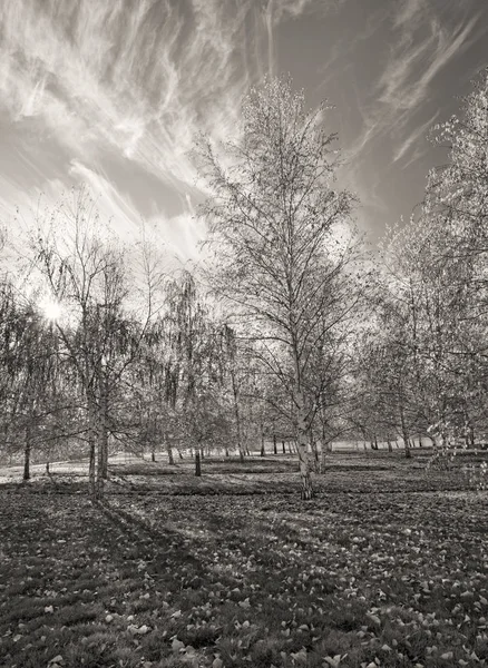 B&W av aspen träd. — Stockfoto