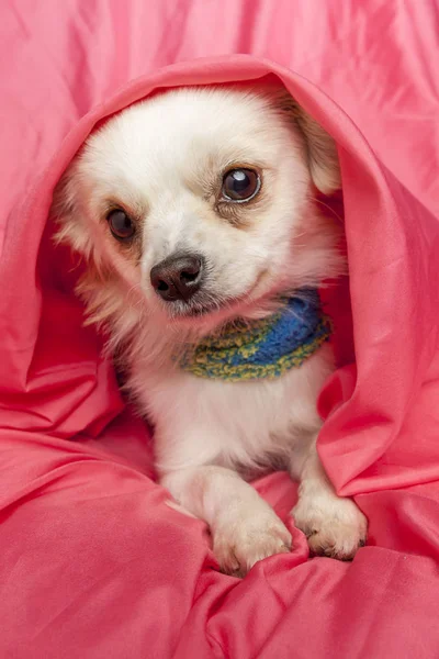 Schattige chihuahua. — Stockfoto