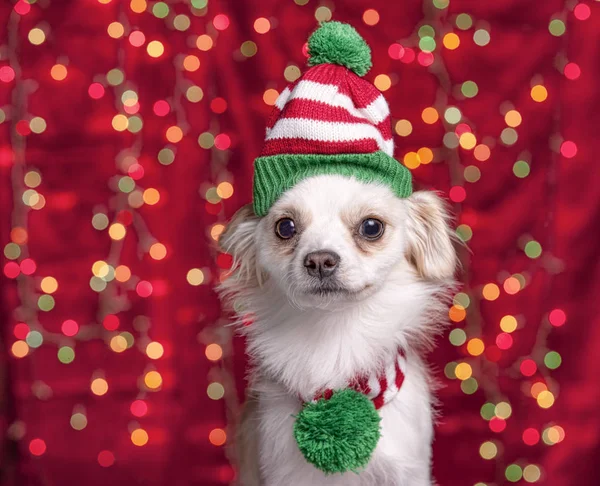 Cão de estimação com chapéu de Natal e cachecol . — Fotografia de Stock