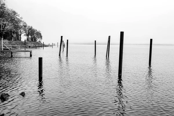 湖の中の木の記事の B&W. — ストック写真