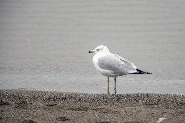 Martı kıyısında duruyor.