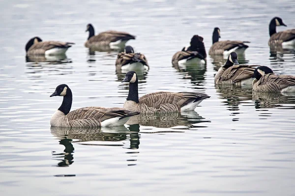 Kudde ganzen in water. — Stockfoto