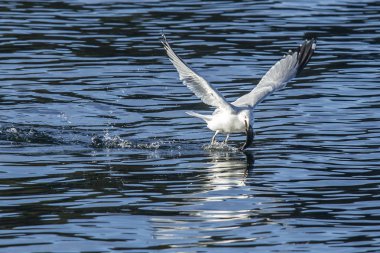 Martı ile balık sudan havaya uçuyor.