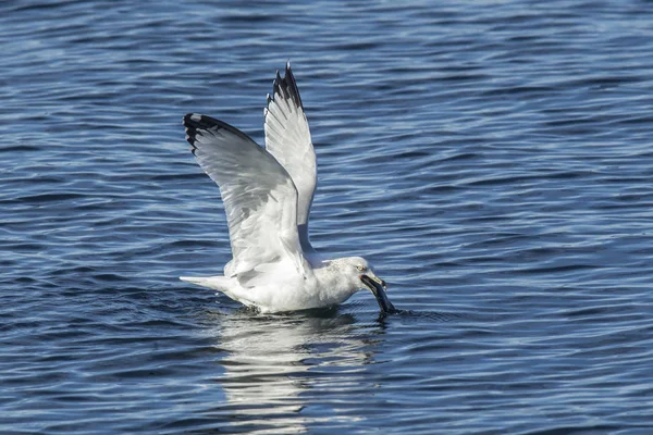 Gaivota captura peixe . — Fotografia de Stock