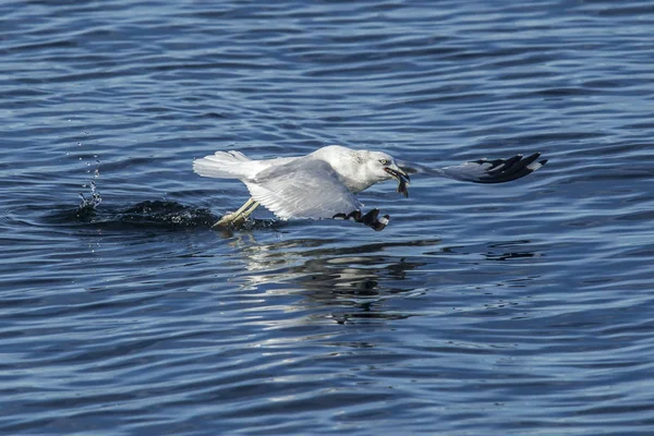 Gaviota toma vuelo con peces . —  Fotos de Stock