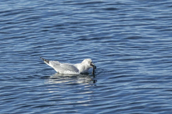 Måsen har fisk i näbben. — Stockfoto