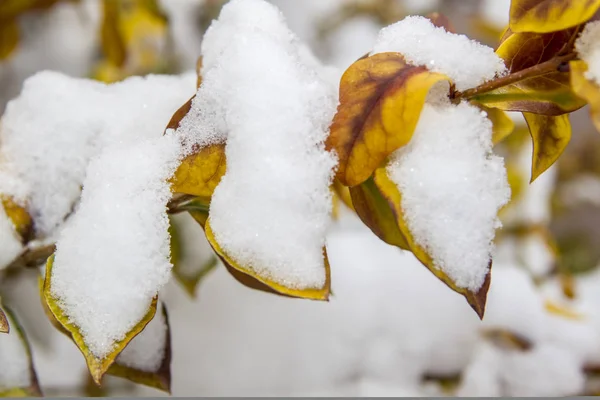 Snow on yellow leaves. — Stock Photo, Image