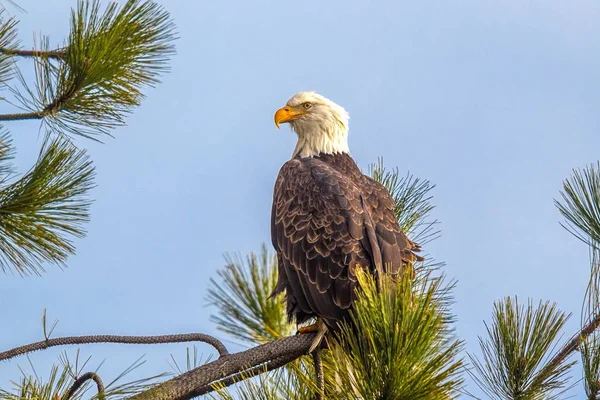 Majestic eagle on branch. — Stock Photo, Image