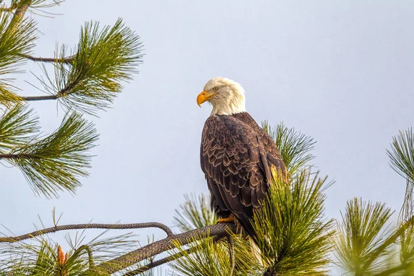 Американский лысый орел на ветке . — стоковое фото