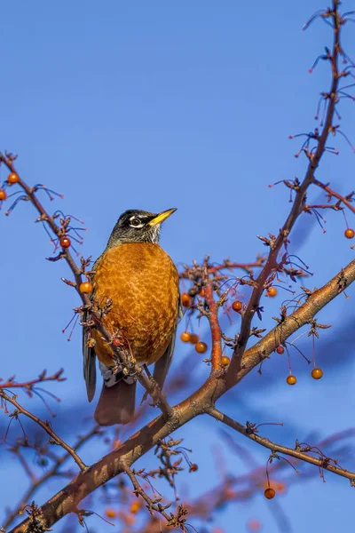 Close up of robin in tree. — Stock Photo, Image