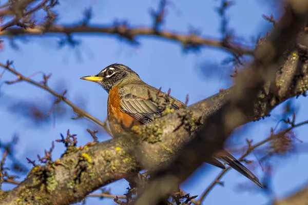 Robin within a tree. — Stock Photo, Image