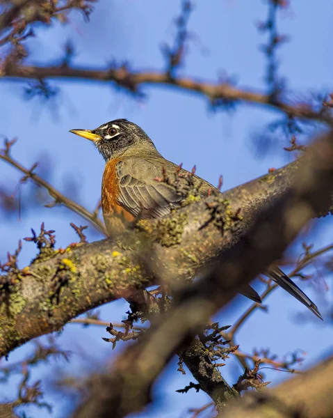 Närbild av robin inbäddat i ett träd. — Stockfoto