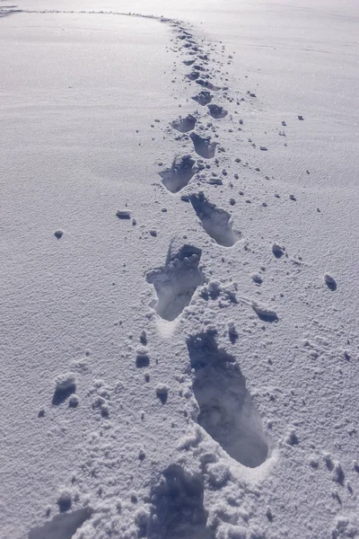 Fußabdrücke im Schnee. — Stockfoto