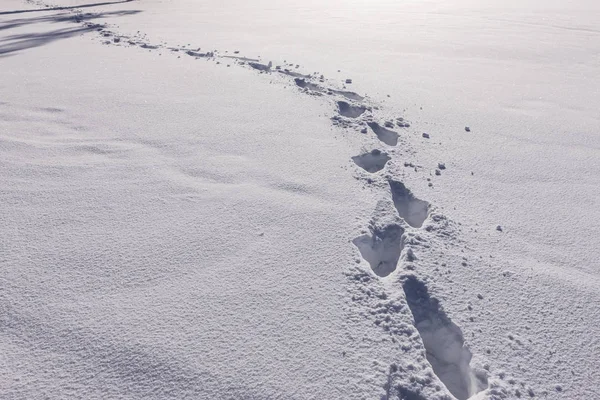 Spuren durch den Schnee. — Stockfoto