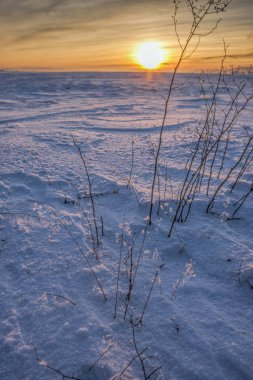 Gün batımında karlı alan bitkilerde.